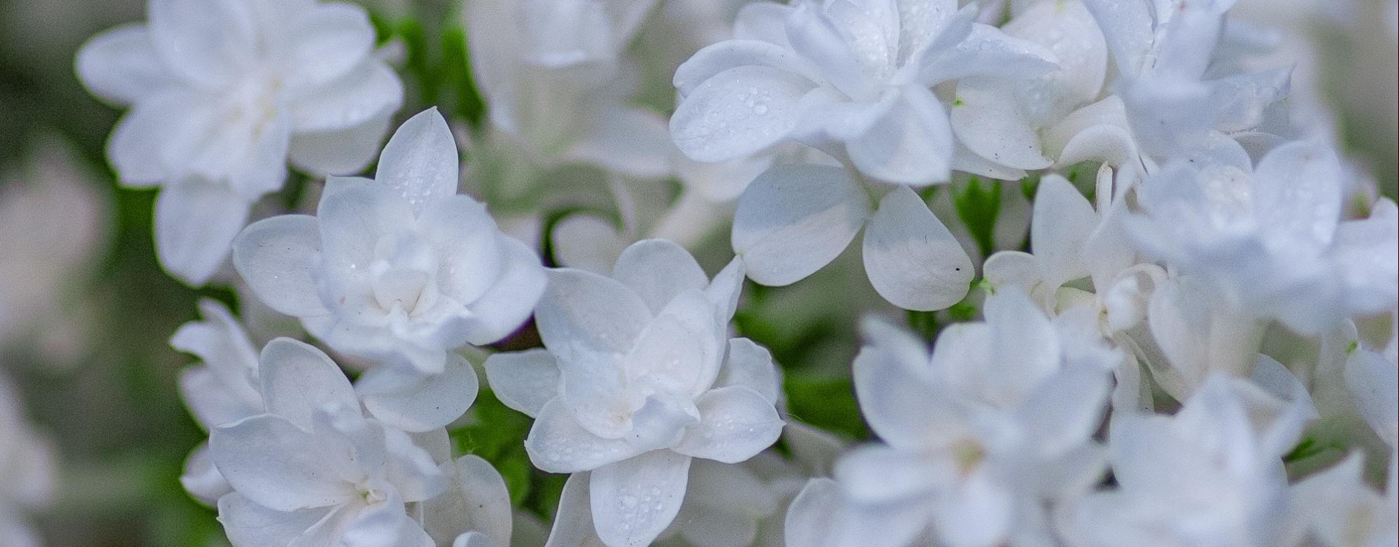 A close-up of white flowers