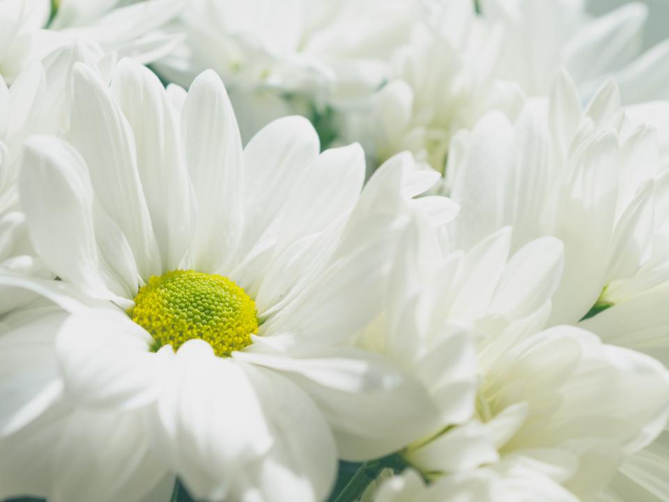 Flower with white petals and a yellow centre